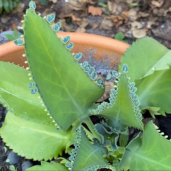 🌱3 LG Kalanchoe Mother of Thousands live Plants - Picture 16 of 16